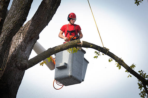 Best Fruit Tree Pruning  in USA